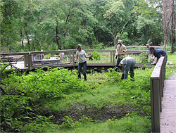 The Puffin Outdoor Classroom located in an area formerly degraded and dominated by Phragmites australis. After the Phragmites were removed, native tree, shrub, and herbaceous species were planted by local volunteers, project scientists, and engineers.
